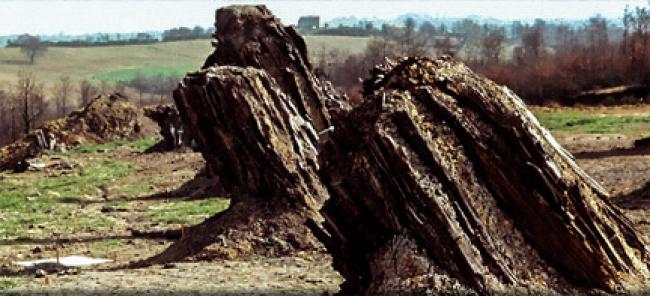 Foresta - Fossile - Dunaroba - Umbria